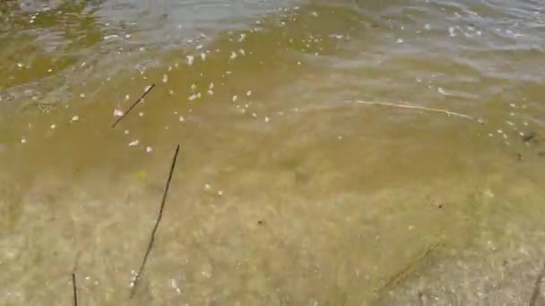 Efter Kraschen Vid Vattenkraftverket Kakhovskaja Bar Floden Dnepr Stor Mängd — Stockvideo