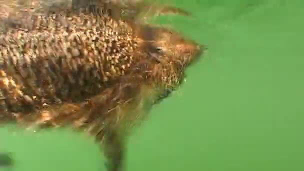 Ouriço Europeu Erinaceus Europaeus Durante Inundações Nos Rios Forçado Nadar — Vídeo de Stock