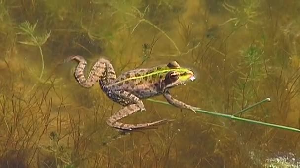 水面には沼のカエルやユーラシア沼のカエル Pelophylax Ridibunus が浮かんでいます ドニエプル川で最も一般的な種の1つ — ストック動画