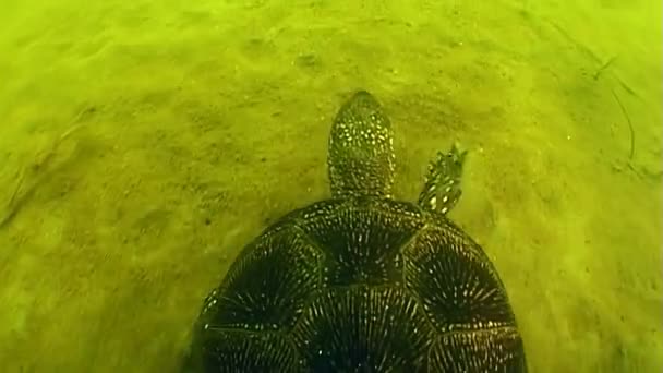 Żółw Europejski Emys Orbicularis Podczas Powodzi Rzekach Często Wpada Morza — Wideo stockowe