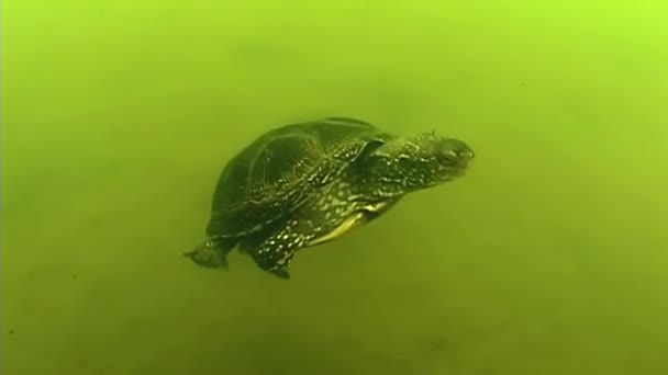 Ευρωπαϊκή Χελώνα Των Λιμνών Emys Orbicularis Κατά Διάρκεια Των Πλημμυρών — Αρχείο Βίντεο
