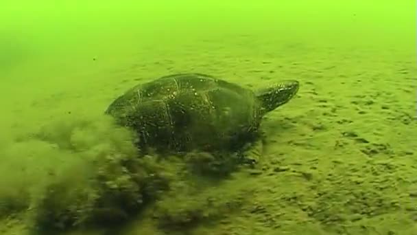 European Pond Turtle Emys Orbicularis Floods Rivers Often Fall Sea — Stock Video