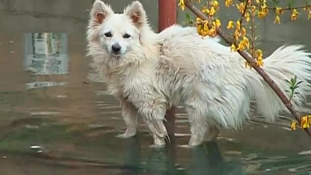 Cão Jardim Lado Casa Durante Inundação — Vídeo de Stock