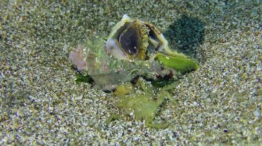 Gastropod Murex Trunculus veya Duplex murex (Hexaplex trunculus) bir bacağı kabuktan çıkarır ve tekrar saklar.