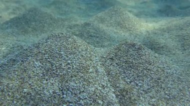 Üfleme kurtçuğu (Arenicola marinası) kumlu zeminde kuyu kazar ve bir ucunda tümsek bulunur. Solucan tarafından oluşturulan su hareketi bu volkanların patlamasına neden olur..