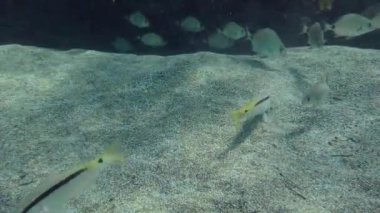 Goldstriped keçi balığı (Parupeneus forsskali) toprağı kazarken, Annular deniz kabuğu (Diplodus annularis) sürüsü ilgilenmedikleri yiyecekleri toplayan keçi balıklarını takip ediyor..
