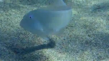 Cleaver Wrasse veya Pearly Razorfish (Xyrichtys novacula) kumlu bir tabanın üzerinde yüzer ve çerçeveyi yakın plan olarak bırakır. Akdeniz.