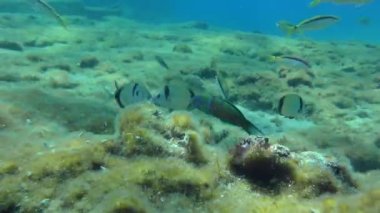 Çok sayıda yaygın iki bantlı deniz kabuğu (Diplodus vulgaris) alglerle kaplı deniz tabanında yiyecek arar. Akdeniz.