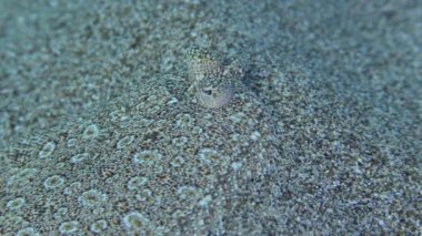 Geniş gözlü Flounder (Bothus podas) kumlu tabanda, yan görünüm, göz hareketi, yakın çekim üzerinde yatar. Akdeniz, Yunanistan, Rodos.