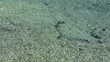 Geniş gözlü erkek Flounder (Bothus podas), dişiyi deniz tabanında takip eder. Dişi yavaşça kaçar. Akdeniz, Yunanistan, Rodos.