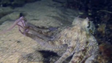 Common octopus (Octopus vulgaris) which slowly swims in the water column, then makes a soft landing on the bottom.