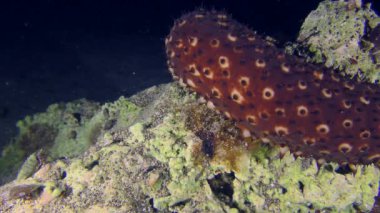 Deniz yaşamı: Değişken Deniz Salatalığı 'nın (Holothuria sanctori) arkası yavaşça kameranın önünden geçer.