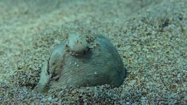 일반적 Urchin Echinocardium Mediterraneum Echinocardium Cordatum 모래가 바닥에 가라앉는다 지중해 — 비디오