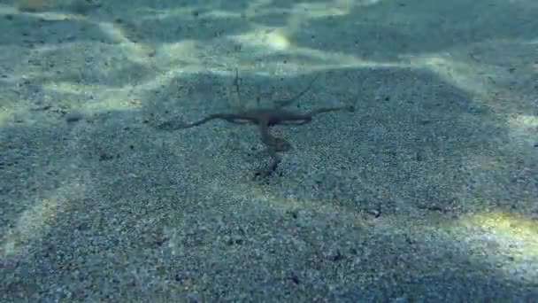 水下场景 易碎的恒星在浅水中沿着沙底爬行 地中海 — 图库视频影像