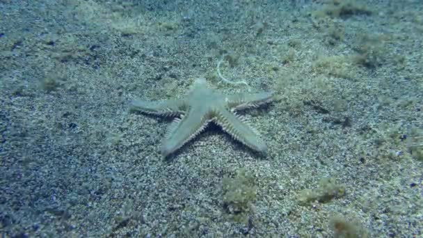 Smal Sjöstjärna Eller Sand Starfish Astropecten Spinulosus Kryper Längs Sandbotten — Stockvideo