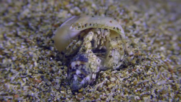 Small Hermit Crab South Claw Hermit Crab Diogenes Pugilator Male — стоковое видео