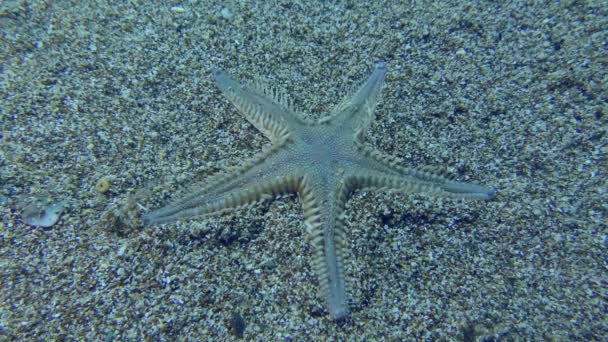 Nce Deniz Yıldızı Veya Kum Denizyıldızı Astropecten Spinulosus Kendisini Kumlu — Stok video