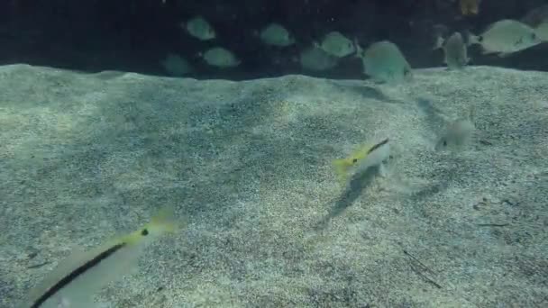 Zlaté Pruhované Kozí Ryby Parupeneus Forsskali Rozbíjí Půdu Zatímco Hejno — Stock video