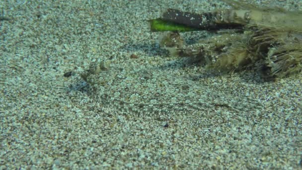 Geniş Gözlü Flounder Bothus Podas Yakınlarında Daha Koyu Renkli Nesneler — Stok video