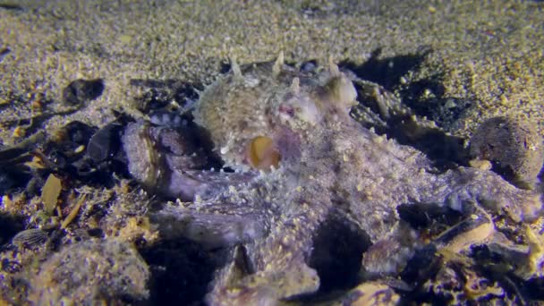 Θαλάσσια Ζωή Κοινό Χταπόδι Octopus Vulgaris Απλώνεται Ένα Σωρό Σκοτεινής — Αρχείο Βίντεο