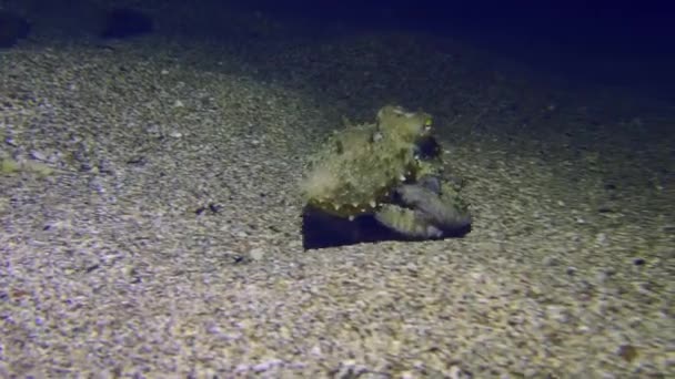 Közönséges Polip Octopus Vulgaris Mászik Végig Alján Megáll Megragad Egy — Stock videók