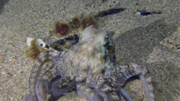 Vida Marina Pulpo Común Octopus Vulgaris Que Mueve Lentamente Largo — Vídeos de Stock