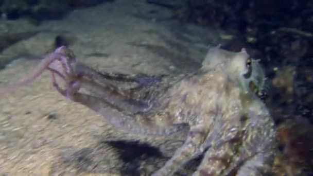 Common Octopus Octopus Vulgaris Which Slowly Swims Water Column Makes — Stock Video