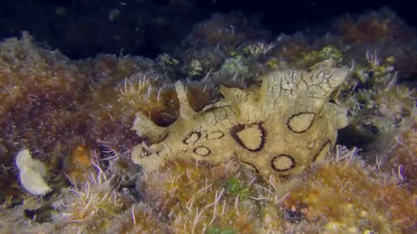 Λειοτριπτικό Τοξικό Είδος Της Μεσογείου Spotted Seahare Aplysia Dactylomela Σέρνεται — Αρχείο Βίντεο