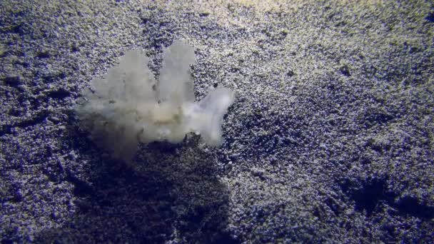 Podmořská Scéna Invazivní Druhy Středozemním Moři Zázračný Melibe Slimák Melibe — Stock video