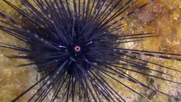 海の生物 鮮やかな藻類で覆われた岩場の底に黒長棘のウニや長棘のウニ — ストック動画