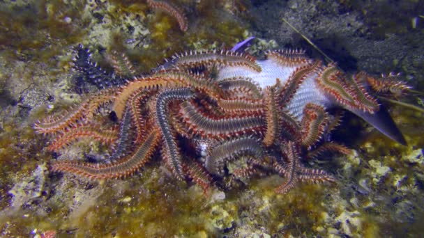 Undersea Scene Many Large Venomous Bearded Fireworms Hermodice Carunculata Have — Stok video