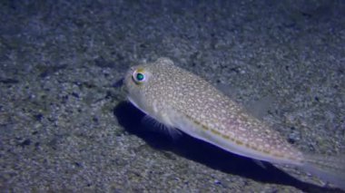 Sarı benekli kirpi balığı (Torquigener flavimaculosus) kumlu bir tabanda üzerinde yüzer..