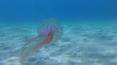 Zehirli Mor çizgili Jöle veya Mauve Stinger (Pelagia noctiluca) su kolunda yüzer. Akdeniz 'de. Yunanistan. Rodos.