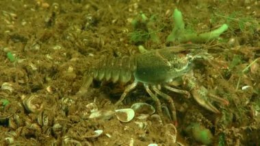 European crayfish (Astacus astacus) slowly crawls along the river bottom, feeling the bottom with its feet in search of food.