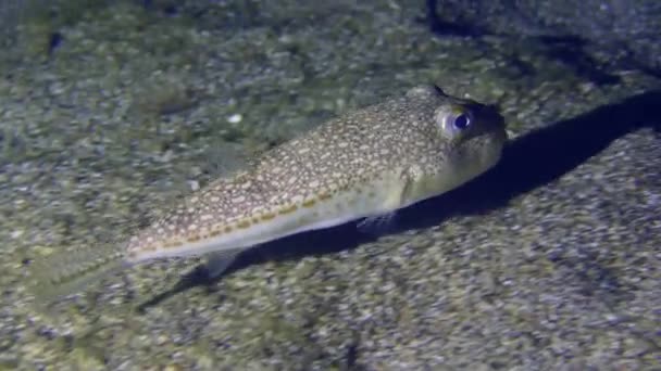 Stilacı Akdeniz Sarı Benekli Kirpi Balığı Torquigener Flavimaculosus Geceleri — Stok video