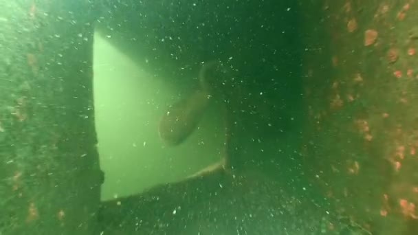 多数のZebra Mussel Dreissena多形 シェルは船の水中部分を完全にカバーしています — ストック動画
