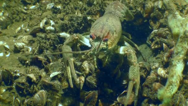 多瑙河小龙虾 Pontastacus Leptodactylus 在底部被壳覆盖 慢慢地从框架中爬出来 — 图库视频影像