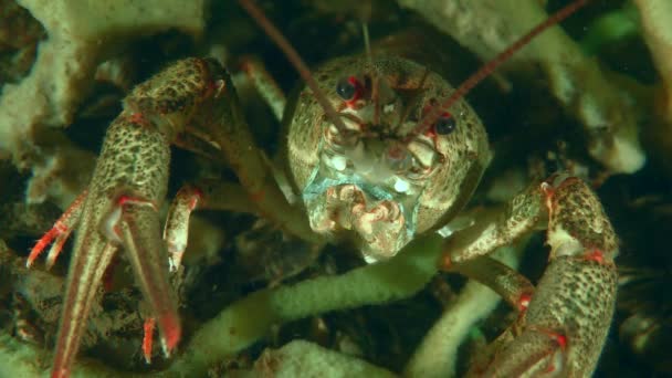 Krayfish Bercakar Merah Astacus Astacus Duduk Penutup Bawah Spons Terpisah — Stok Video