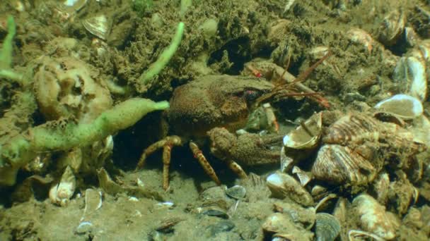 Широкий Кіготь Crayfish Astacus Astacus Знаходиться Півдорозі Від Своєї Нори — стокове відео