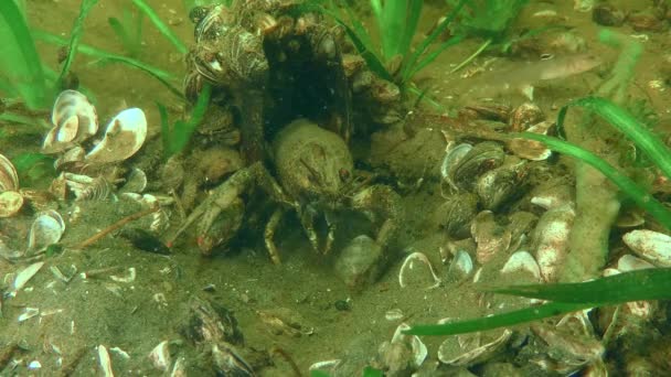 欧洲螃蟹 Astacus Astacus 保护它的塑料罐头免受好奇鱼的攻击 — 图库视频影像