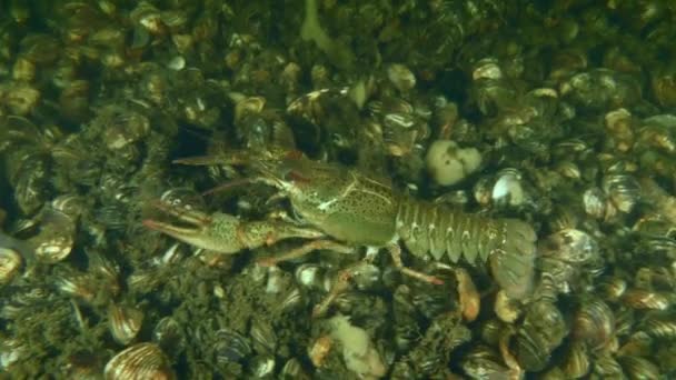 欧洲螃蟹 Astacus Astacus 缓慢地沿着覆盖着斑马鱼的河床爬行 — 图库视频影像