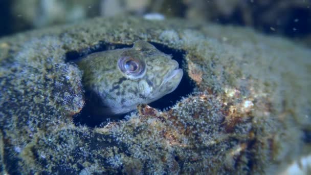 Racer Goby Babka Gymnotrachelus Peeks Out Hole Shell Mollusk Which — Stock Video