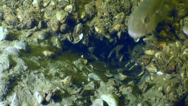 外来物种 河底的一些圆鱼 Neogobius Melanostomus 对洞穴中的小龙虾感兴趣 — 图库视频影像