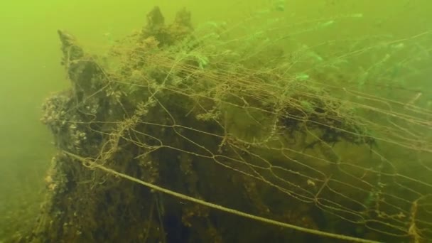 Poluição Água Vários Lagostins Estão Enredados Uma Rede Pesca Fantasma — Vídeo de Stock