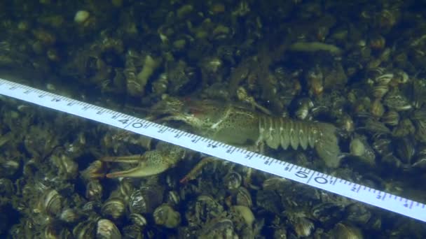 在水下考古地点 一条大小龙虾在一条带的测量下爬行 — 图库视频影像
