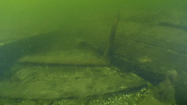 Archaeological Research Interior View Bow Ancient Cossack Boat Dnieper River — Stock Video