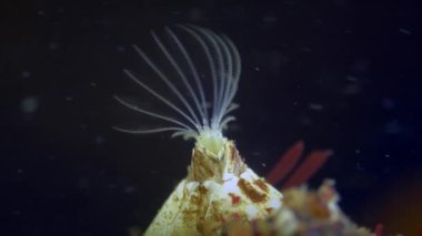 Barnacle ya da Barnacle Körfezi (Amphibalanus doğaçlama) bacaklarını su filtrelemek için hareket ettirir..