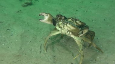 İki büyük yeşil yengeç (Carcinus maenas) deniz tabanında buluşur, yengeç diğerini pençeleriyle hisseder, sonra farklı yönlere dağılırlar..