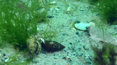 Risso 'nun yusufçuğu (Callionymus risso) kumlu deniz yatağında yeşil yosunlarla kaplıdır, sonra çerçeveden ayrılır, yakın plan..