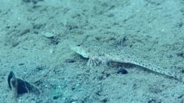 Risso 'nun yusufçuğu (Callionymus risso) kumlu bir deniz yatağında, mükemmel bir kamuflaj ve hızlı hareket onun güvenliğini ve yakın plan güvenliğini sağlar..